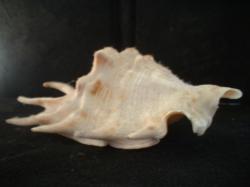 <img250*0:stuff/z/169023/seashells%25202/i1255991746_38.jpg>