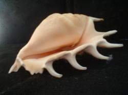 <img250*0:stuff/z/169023/seashells%25202/i1255991746_39.jpg>