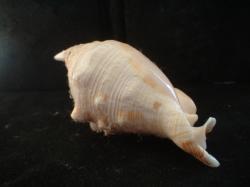 <img250*0:stuff/z/169023/seashells%25202/i1255991746_40.jpg>
