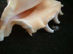 <img250*0:stuff/z/169023/seashells%25202/i1255991746_41.jpg>