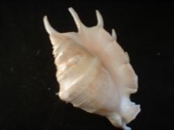 <img250*0:stuff/z/169023/seashells%25203/i1255992728_1.jpg>