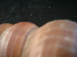 <img250*0:stuff/z/169023/seashells%25203/i1255992729_10.jpg>
