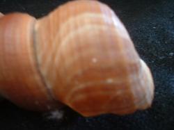 <img250*0:stuff/z/169023/seashells%25203/i1255992729_11.jpg>