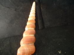<img250*0:stuff/z/169023/seashells%25203/i1255992729_12.jpg>