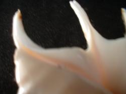<img250*0:stuff/z/169023/seashells%25203/i1255992729_2.jpg>