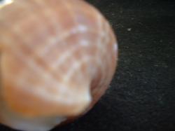 <img250*0:stuff/z/169023/seashells%25203/i1255992729_4.jpg>