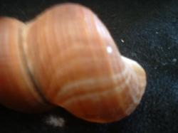 <img250*0:stuff/z/169023/seashells%25203/i1255992729_5.jpg>