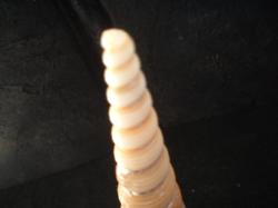 <img250*0:stuff/z/169023/seashells%25203/i1255992729_6.jpg>