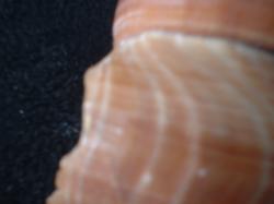 <img250*0:stuff/z/169023/seashells%25203/i1255992729_7.jpg>