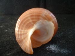 <img250*0:stuff/z/169023/seashells%25203/i1255992729_8.jpg>