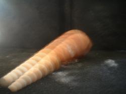 <img250*0:stuff/z/169023/seashells%25203/i1255992729_9.jpg>