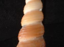 <img250*0:stuff/z/169023/seashells%25203/i1255992730_13.jpg>