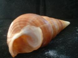 <img250*0:stuff/z/169023/seashells%25203/i1255992730_14.jpg>