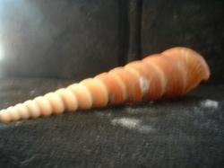 <img250*0:stuff/z/169023/seashells%25203/i1255992730_15.jpg>