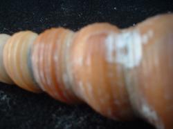 <img250*0:stuff/z/169023/seashells%25203/i1255992730_16.jpg>