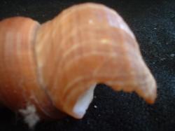 <img250*0:stuff/z/169023/seashells%25203/i1255992730_17.jpg>