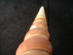 <img250*0:stuff/z/169023/seashells%25203/i1255992730_18.jpg>
