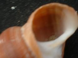 <img250*0:stuff/z/169023/seashells%25203/i1255992730_19.jpg>