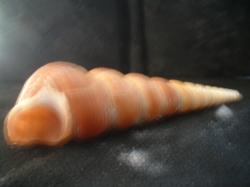 <img250*0:stuff/z/169023/seashells%25203/i1255992730_20.jpg>