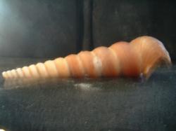 <img250*0:stuff/z/169023/seashells%25203/i1255992730_21.jpg>