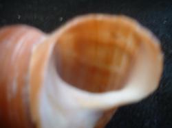 <img250*0:stuff/z/169023/seashells%25203/i1255992730_22.jpg>