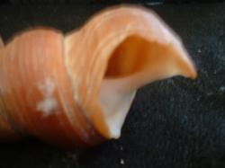 <img250*0:stuff/z/169023/seashells%25203/i1255992731_23.jpg>