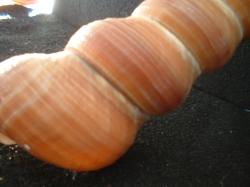 <img250*0:stuff/z/169023/seashells%25203/i1255992731_24.jpg>