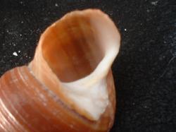 <img250*0:stuff/z/169023/seashells%25203/i1255992731_25.jpg>