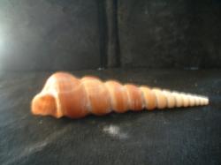 <img250*0:stuff/z/169023/seashells%25203/i1255992731_26.jpg>