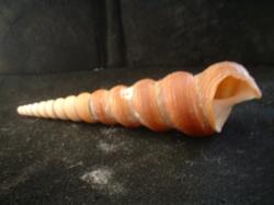 <img250*0:stuff/z/169023/seashells%25203/i1255992731_27.jpg>