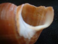 <img250*0:stuff/z/169023/seashells%25203/i1255992731_28.jpg>
