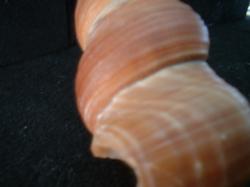 <img250*0:stuff/z/169023/seashells%25203/i1255992731_30.jpg>