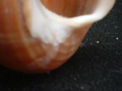 <img250*0:stuff/z/169023/seashells%25203/i1255992731_31.jpg>