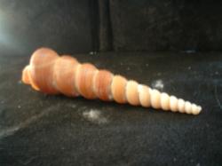 <img250*0:stuff/z/169023/seashells%25203/i1255992731_32.jpg>