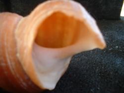 <img250*0:stuff/z/169023/seashells%25203/i1255992731_33.jpg>