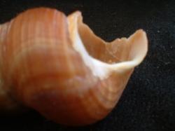 <img250*0:stuff/z/169023/seashells%25203/i1255992732_34.jpg>