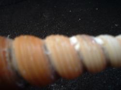 <img250*0:stuff/z/169023/seashells%25203/i1255992732_35.jpg>