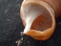 <img250*0:stuff/z/169023/seashells%25203/i1255992732_37.jpg>
