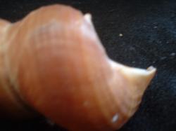<img250*0:stuff/z/169023/seashells%25203/i1255992732_40.jpg>