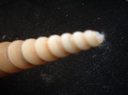 <img250*0:stuff/z/169023/seashells%25203/i1255992732_41.jpg>