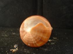 <img250*0:stuff/z/169023/seashells%25204/i1255993019_2.jpg>