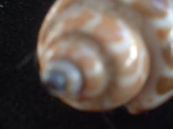 <img250*0:stuff/z/169023/seashells%25204/i1255993019_3.jpg>