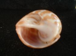 <img250*0:stuff/z/169023/seashells%25204/i1255993019_4.jpg>