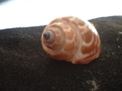 <img250*0:stuff/z/169023/seashells%25204/i1255993019_5.jpg>