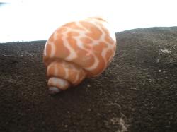 <img250*0:stuff/z/169023/seashells%25204/i1255993019_6.jpg>