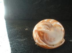 <img250*0:stuff/z/169023/seashells%25204/i1255993019_7.jpg>
