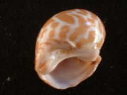 <img250*0:stuff/z/169023/seashells%25204/i1255993020_10.jpg>