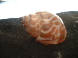 <img250*0:stuff/z/169023/seashells%25204/i1255993020_11.jpg>