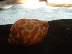 <img250*0:stuff/z/169023/seashells%25204/i1255993020_12.jpg>