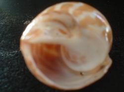 <img250*0:stuff/z/169023/seashells%25204/i1255993020_13.jpg>